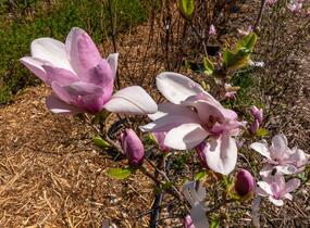 Šácholan hvězdokvětý 'G. H. Kern' - Magnolia stellata 'G. H. Kern'