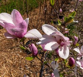 Šácholan hvězdokvětý 'G. H. Kern' - Magnolia stellata 'G. H. Kern'