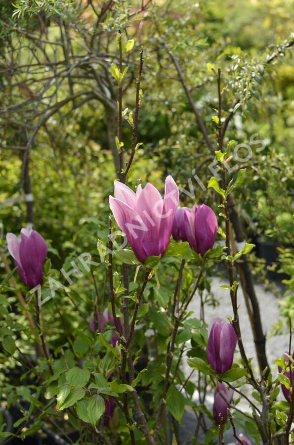 Šácholan hvězdokvětý 'G. H. Kern' - Magnolia stellata 'G. H. Kern'