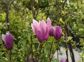 Šácholan hvězdokvětý 'G. H. Kern' - Magnolia stellata 'G. H. Kern'