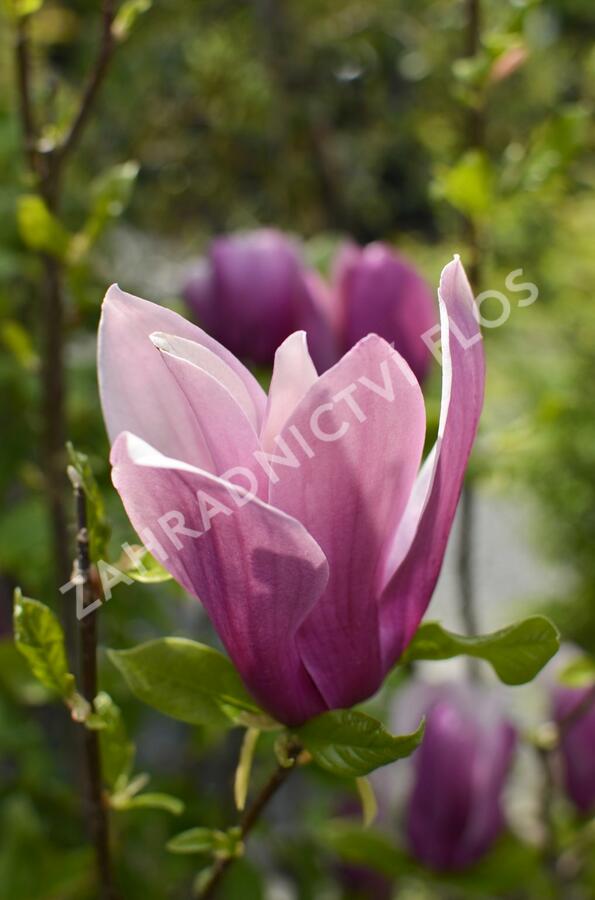 Šácholan hvězdokvětý 'G. H. Kern' - Magnolia stellata 'G. H. Kern'