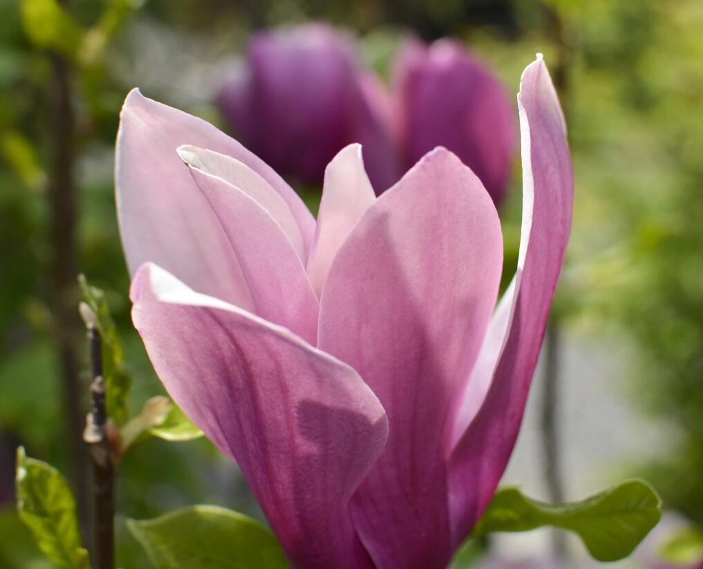 Šácholan hvězdokvětý 'G. H. Kern' - Magnolia stellata 'G. H. Kern'