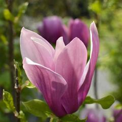 Šácholan hvězdokvětý 'G. H. Kern' - Magnolia stellata 'G. H. Kern'