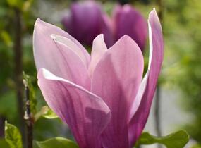 Šácholan hvězdokvětý 'G. H. Kern' - Magnolia stellata 'G. H. Kern'