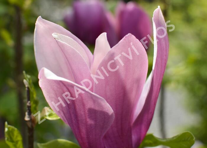 Šácholan hvězdokvětý 'G. H. Kern' - Magnolia stellata 'G. H. Kern'
