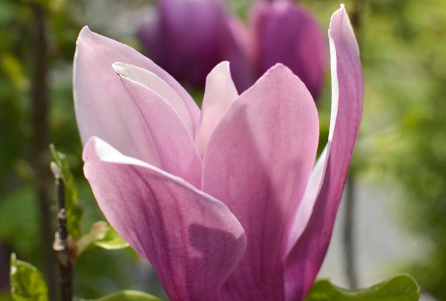 Šácholan hvězdokvětý 'G. H. Kern' - Magnolia stellata 'G. H. Kern'