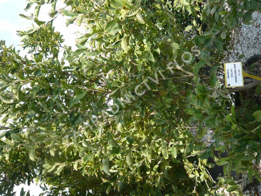 Šácholan hvězdokvětý 'G. H. Kern' - Magnolia stellata 'G. H. Kern'