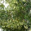 Šácholan hvězdokvětý 'G. H. Kern' - Magnolia stellata 'G. H. Kern'