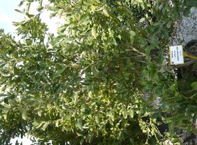 Šácholan hvězdokvětý 'G. H. Kern' - Magnolia stellata 'G. H. Kern'