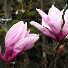 Šácholan 'Betty' - Magnolia 'Betty'