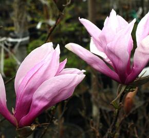 Šácholan 'Betty' - Magnolia 'Betty'