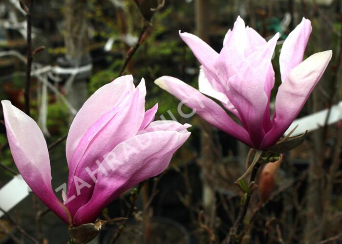 Šácholan 'Betty' - Magnolia 'Betty'