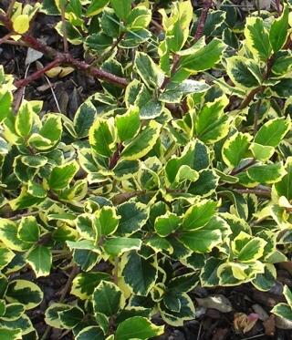 Cesmína altaklarenská 'Golden King' - Ilex altaclerensis 'Golden King'