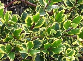 Cesmína altaklarenská 'Golden King' - Ilex altaclerensis 'Golden King'