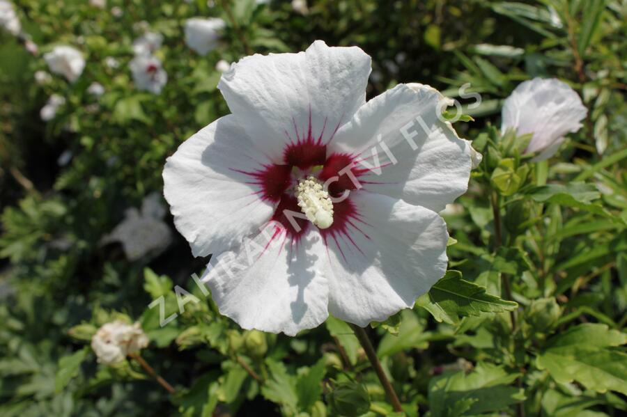 Ibišek syrský 'Mathilde' - Hibiscus syriacus 'Mathilde'