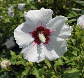 Ibišek syrský 'Mathilde' - Hibiscus syriacus 'Mathilde'