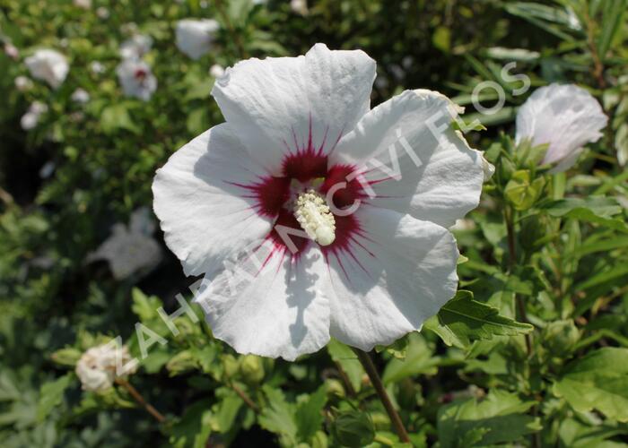 Ibišek syrský 'Mathilde' - Hibiscus syriacus 'Mathilde'