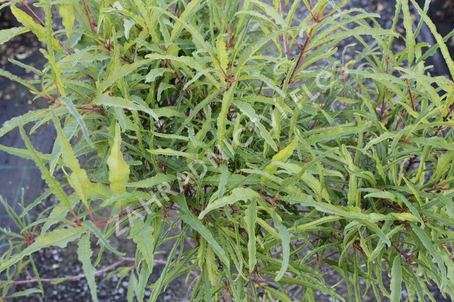 Krušina olšová 'Asplenifolium' - Rhamnus frangula 'Asplenifolium'
