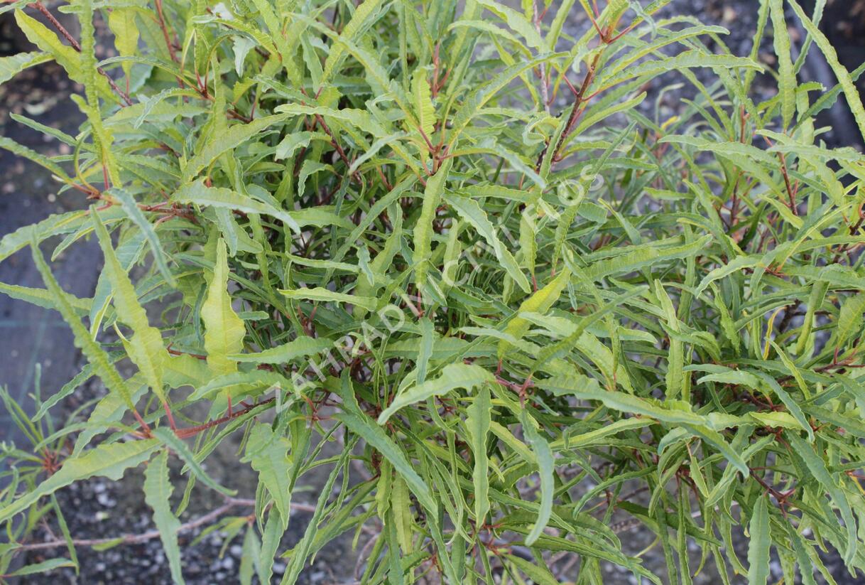 Krušina olšová 'Asplenifolium' - Rhamnus frangula 'Asplenifolium'