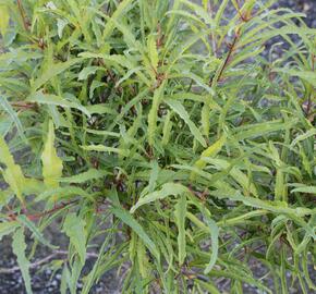 Krušina olšová 'Asplenifolium' - Rhamnus frangula 'Asplenifolium'