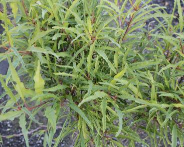 Krušina olšová 'Asplenifolium'