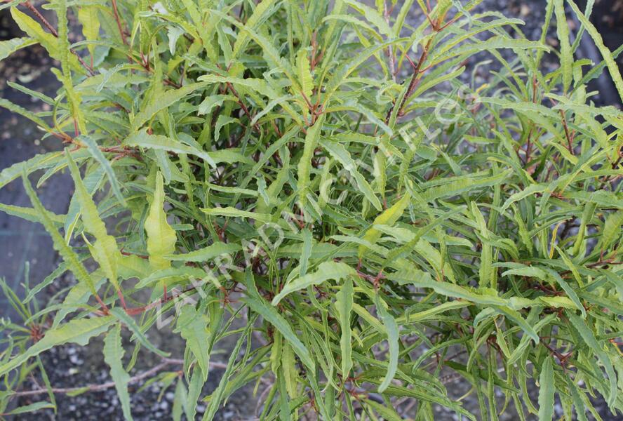 Krušina olšová 'Asplenifolium' - Rhamnus frangula 'Asplenifolium'