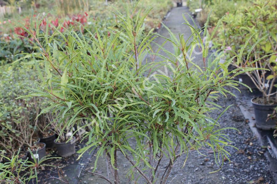 Krušina olšová 'Asplenifolium' - Rhamnus frangula 'Asplenifolium'
