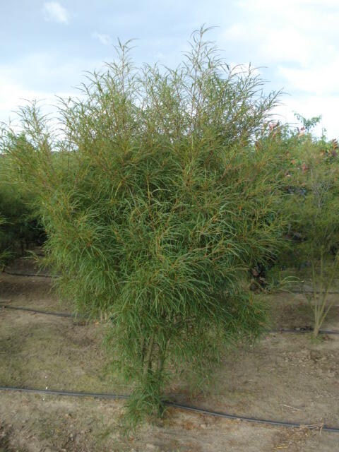 Krušina olšová 'Asplenifolium' - Rhamnus frangula 'Asplenifolium'