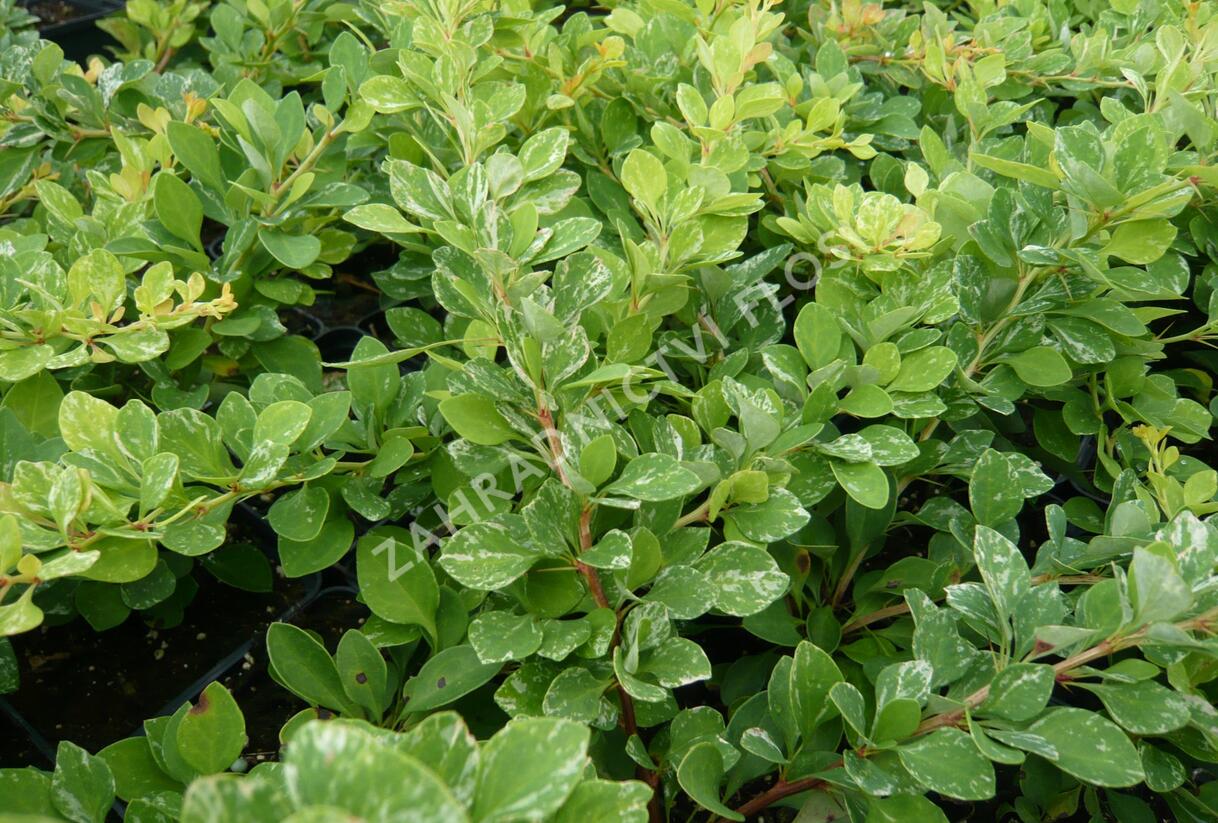 Dřišťál Thunbergův 'Kelleriis' - Berberis thunbergii 'Kelleriis'