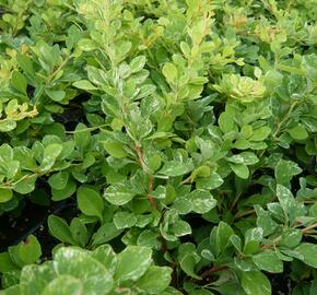 Dřišťál Thunbergův 'Kelleriis' - Berberis thunbergii 'Kelleriis'