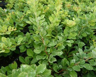 Dřišťál Thunbergův 'Kelleriis'