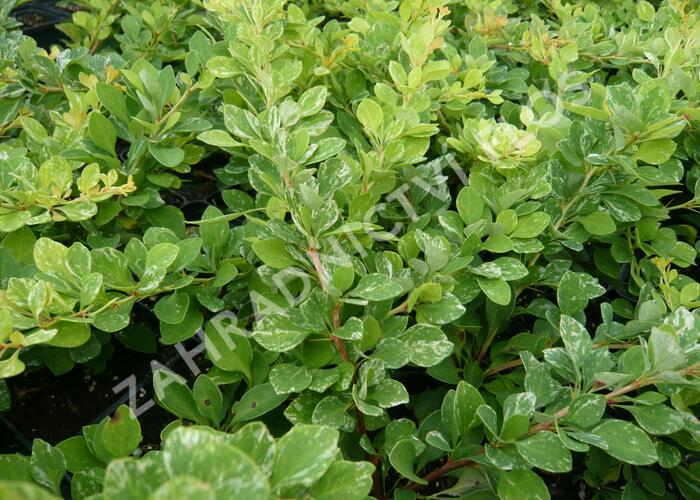 Dřišťál Thunbergův 'Kelleriis' - Berberis thunbergii 'Kelleriis'
