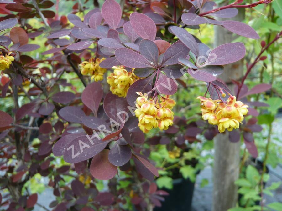 Dřišťál Ottawský 'Auricoma' - Berberis ottawensis 'Auricoma'