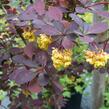 Dřišťál Ottawský 'Auricoma' - Berberis ottawensis 'Auricoma'