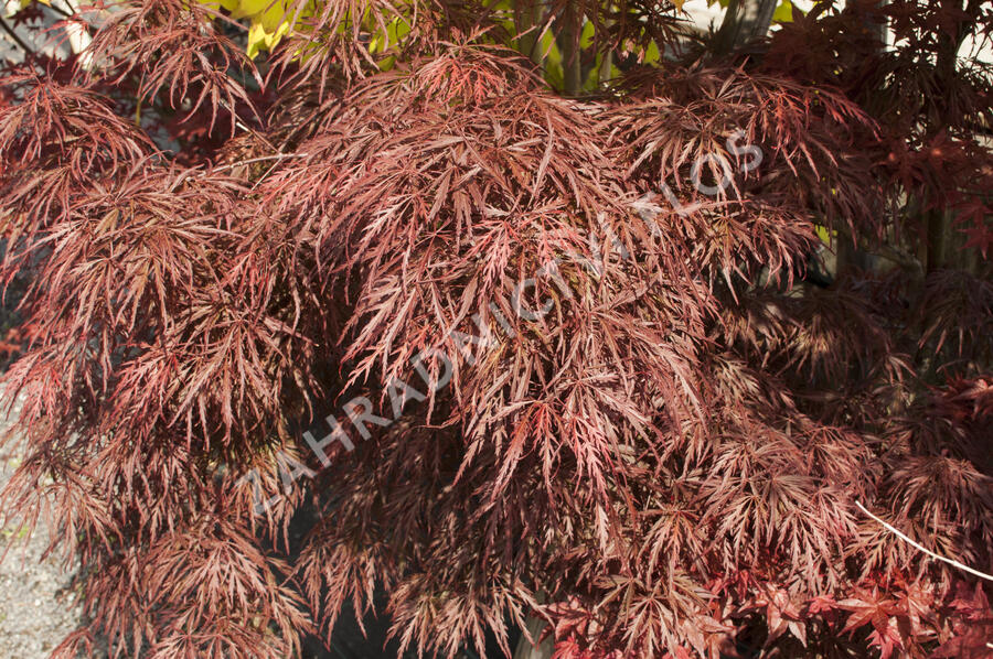 Javor dlanitolistý 'Garnet' - Acer palmatum 'Garnet'