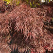 Javor dlanitolistý 'Garnet' - Acer palmatum 'Garnet'