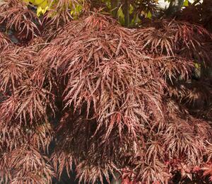 Javor dlanitolistý 'Garnet' - Acer palmatum 'Garnet'