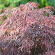 Javor dlanitolistý 'Garnet' - Acer palmatum 'Garnet'