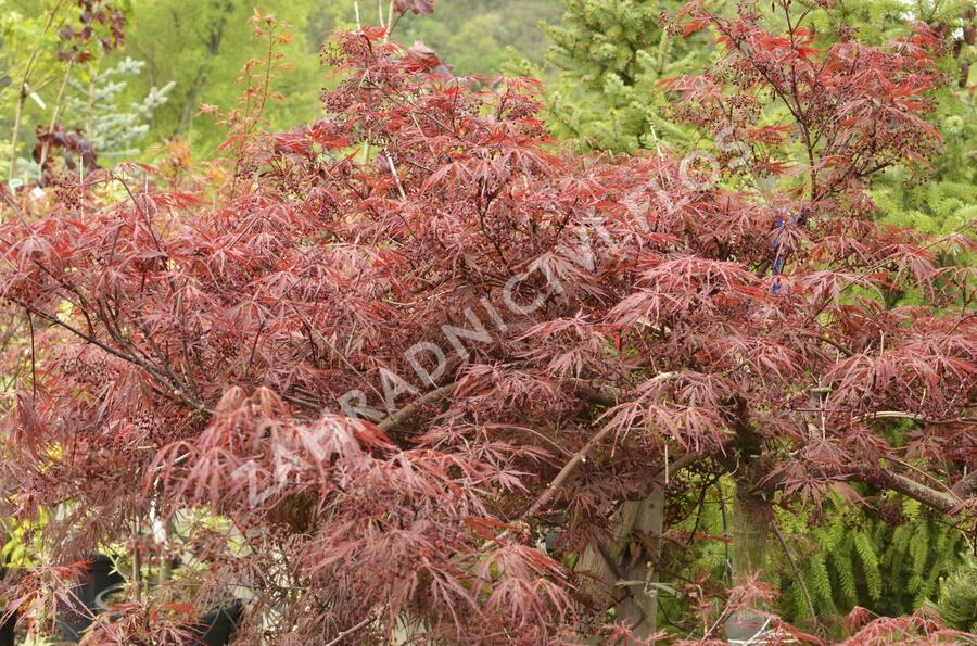 Javor dlanitolistý 'Garnet' - Acer palmatum 'Garnet'