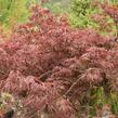 Javor dlanitolistý 'Garnet' - Acer palmatum 'Garnet'