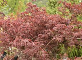 Javor dlanitolistý 'Garnet' - Acer palmatum 'Garnet'