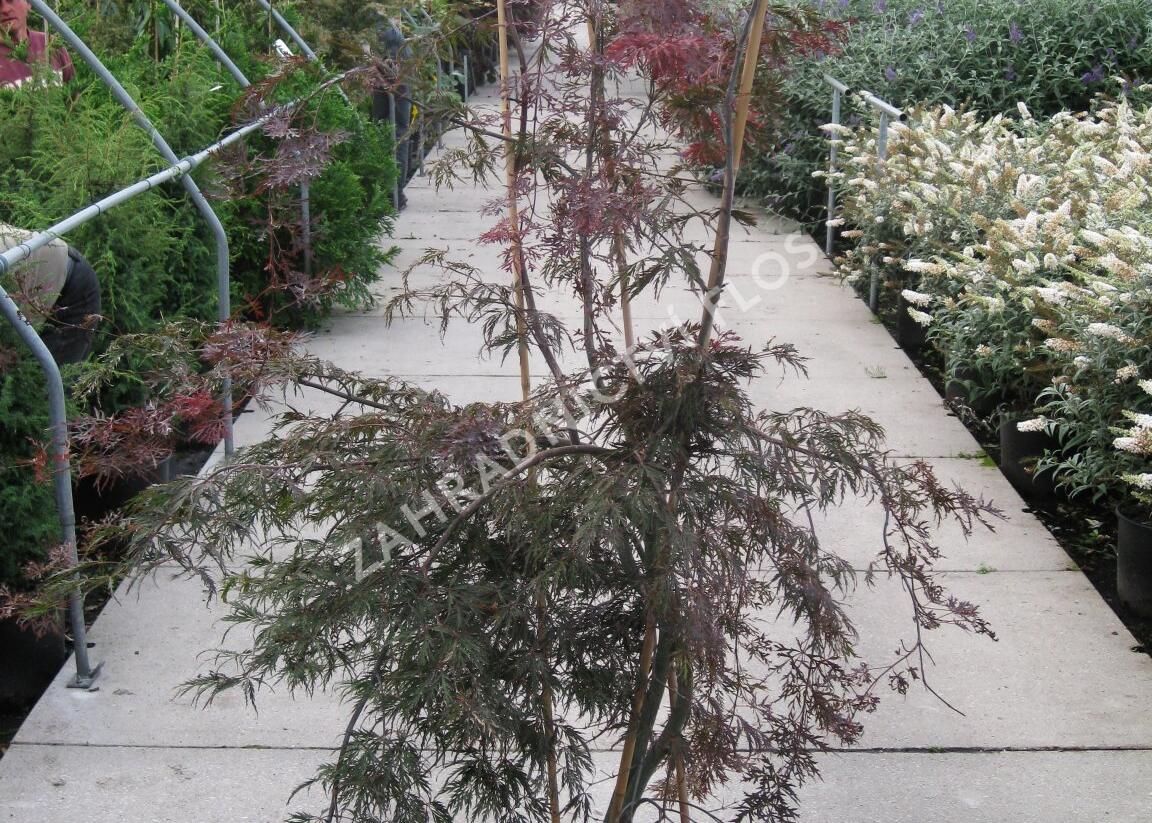 Javor dlanitolistý 'Garnet' - Acer palmatum 'Garnet'