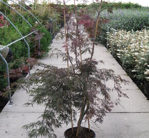 Javor dlanitolistý 'Garnet' - Acer palmatum 'Garnet'