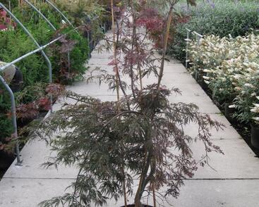 Javor dlanitolistý 'Garnet'