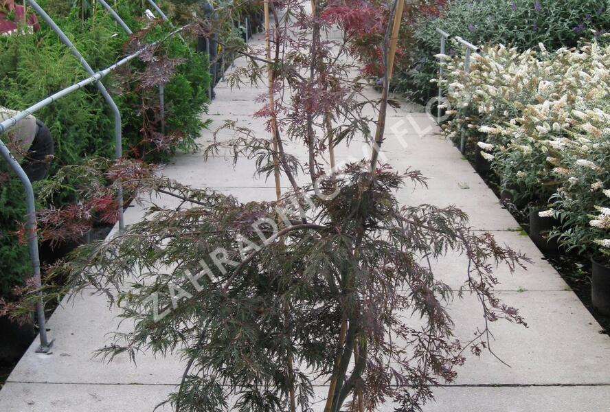 Javor dlanitolistý 'Garnet' - Acer palmatum 'Garnet'