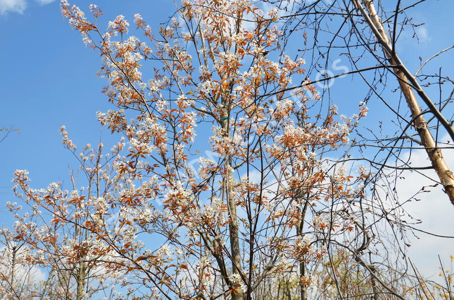 Muchovník velkokvětý 'Robin Hill' - Amelanchier grandiflora 'Robin Hill'