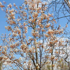Muchovník velkokvětý 'Robin Hill' - Amelanchier grandiflora 'Robin Hill'