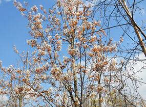 Muchovník velkokvětý 'Robin Hill' - Amelanchier grandiflora 'Robin Hill'