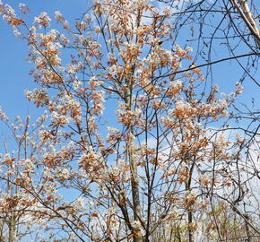 Muchovník velkokvětý 'Robin Hill' - Amelanchier grandiflora 'Robin Hill'