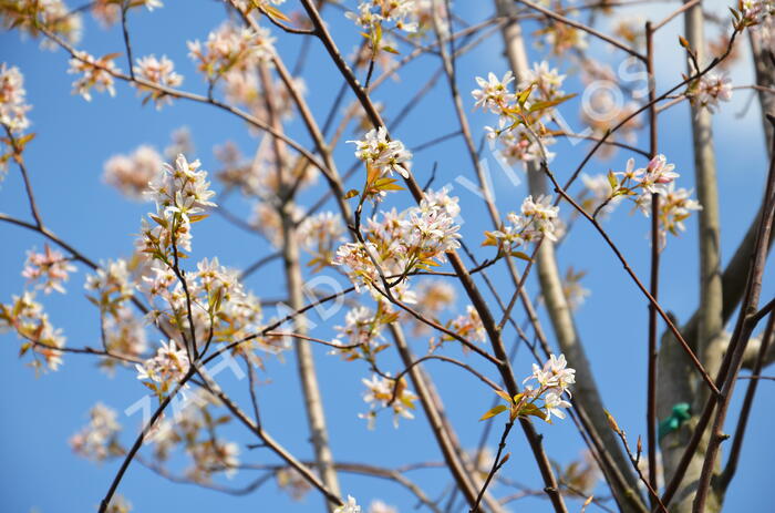 Muchovník velkokvětý 'Robin Hill' - Amelanchier grandiflora 'Robin Hill'